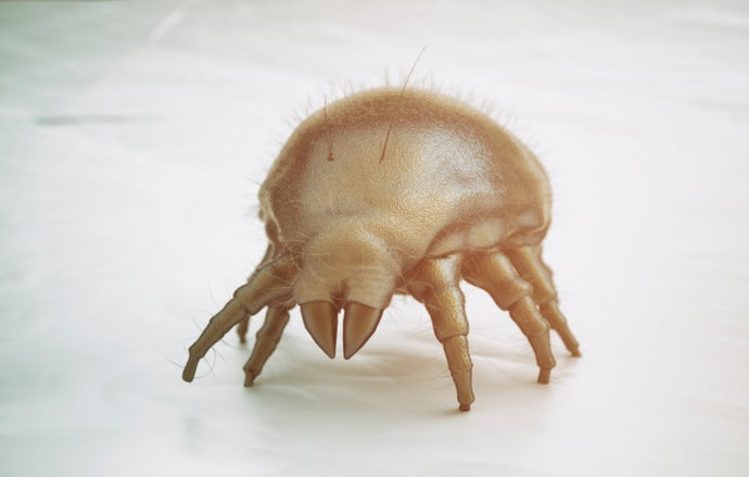How To Remove Dust Mites From A Memory Foam Mattress
